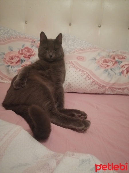 Mavi Rus, Kedi  Sherlock fotoğrafı