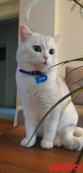 British Shorthair, Kedi  Paşa fotoğrafı