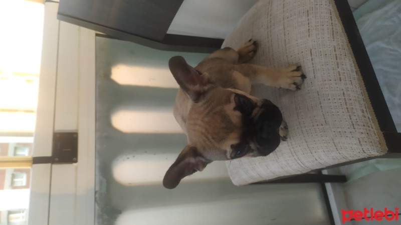 Fransız Bulldog, Köpek  Lui fotoğrafı