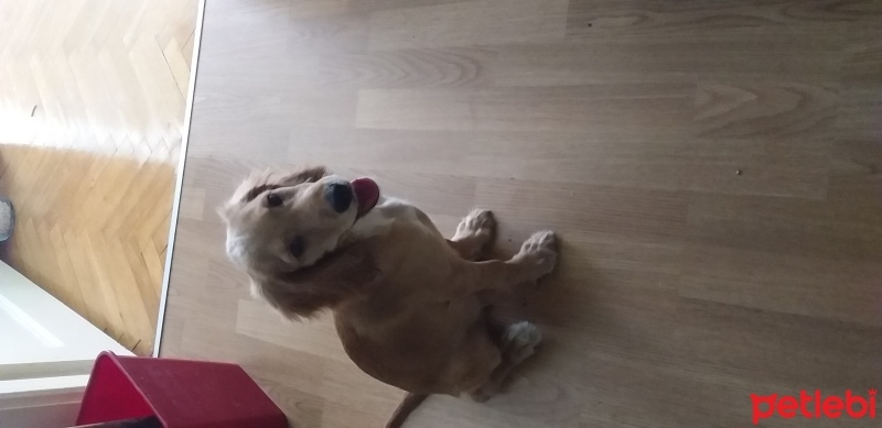 İngiliz Cocker Spaniel, Köpek  Şila fotoğrafı