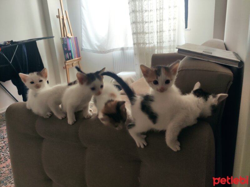 Tekir Kedi, Kedi  Hilal fotoğrafı