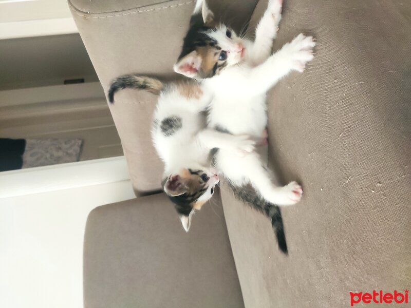 Tekir Kedi, Kedi  Hilal fotoğrafı