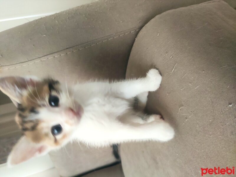 Tekir Kedi, Kedi  Hilal fotoğrafı