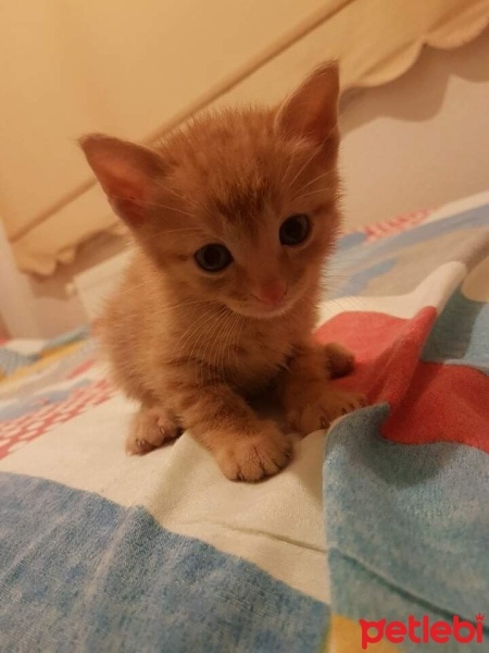 Tekir Kedi, Kedi  Mia fotoğrafı