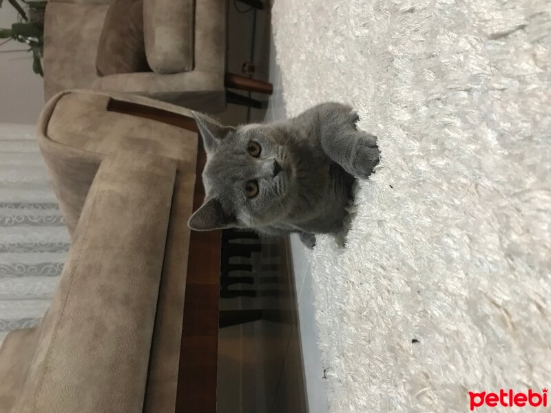 British Shorthair, Kedi  Duman fotoğrafı