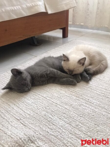 British Shorthair, Kedi  Duman fotoğrafı