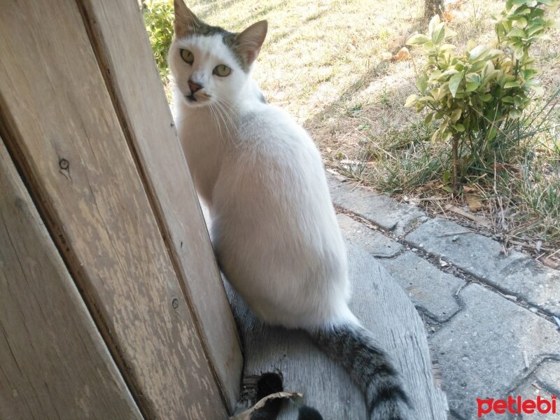 Tekir Kedi, Kedi  Eski kulağı kesiklerden Yılankapmış Gülmiyav hatun fotoğrafı