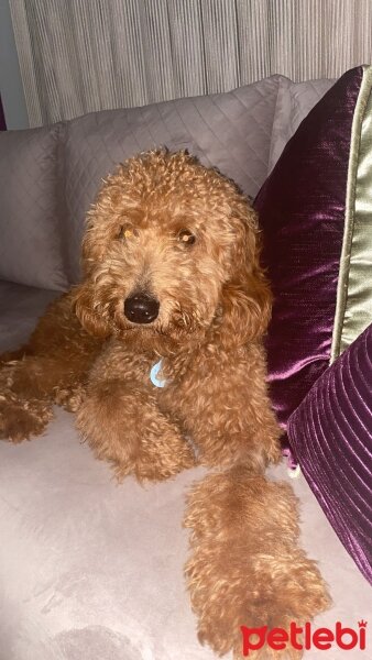 Poodle(Standart Kaniş), Köpek  Bal fotoğrafı