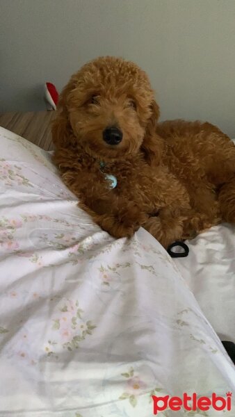 Poodle(Standart Kaniş), Köpek  Bal fotoğrafı