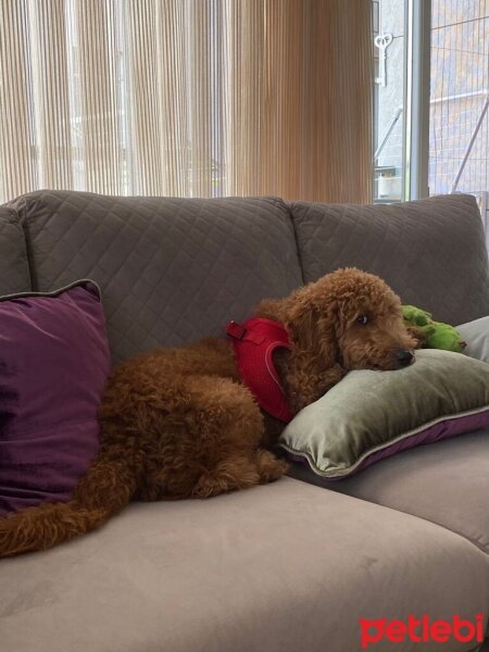 Poodle(Standart Kaniş), Köpek  Bal fotoğrafı