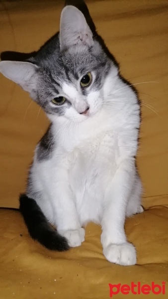 Tekir Kedi, Kedi  Kızım fotoğrafı