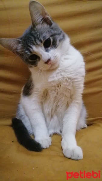 Tekir Kedi, Kedi  Kızım fotoğrafı