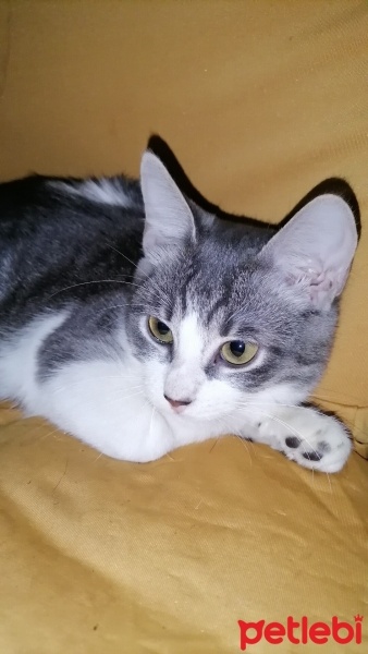 Tekir Kedi, Kedi  Kızım fotoğrafı