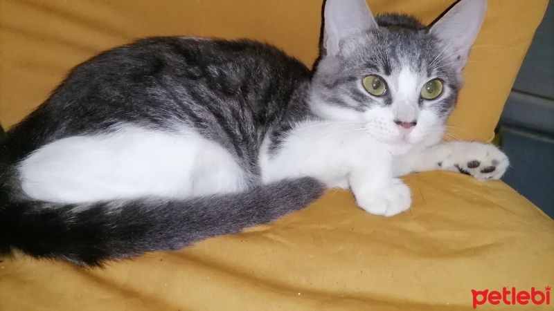 Tekir Kedi, Kedi  Kızım fotoğrafı