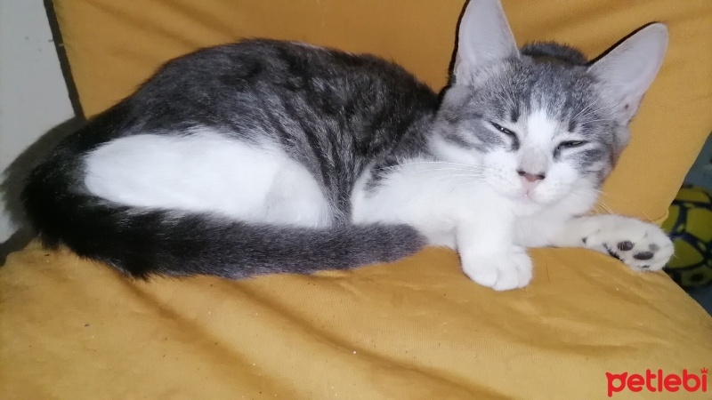 Tekir Kedi, Kedi  Kızım fotoğrafı