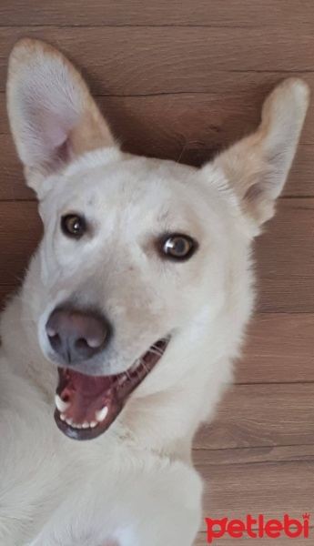 Sokö (Sokak Köpeği), Köpek  LİZA fotoğrafı