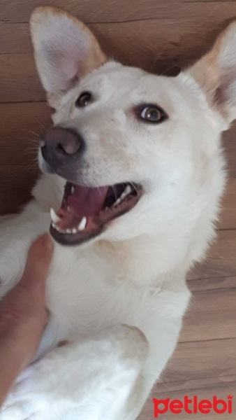 Sokö (Sokak Köpeği), Köpek  LİZA fotoğrafı