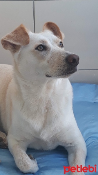 Sokö (Sokak Köpeği), Köpek  LİZA fotoğrafı