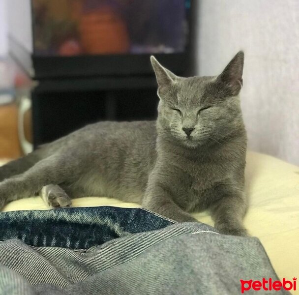 Mavi Rus, Kedi  Şila fotoğrafı