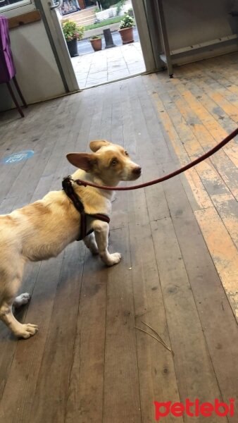 Jack Russell Terrier, Köpek  Jack fotoğrafı