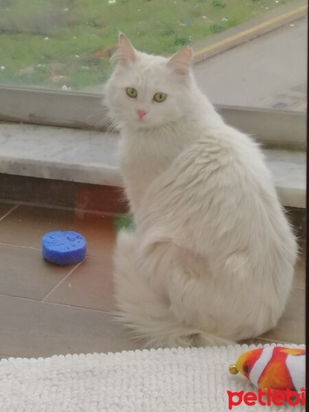 Ankara Kedisi, Kedi  Pamukçuk fotoğrafı