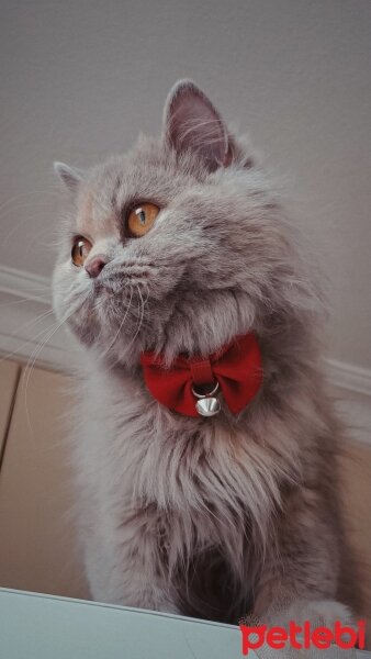 British Shorthair, Kedi  Lia fotoğrafı