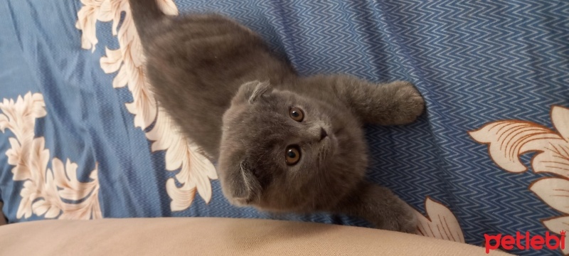 Scottish Fold, Kedi  Zeytin fotoğrafı