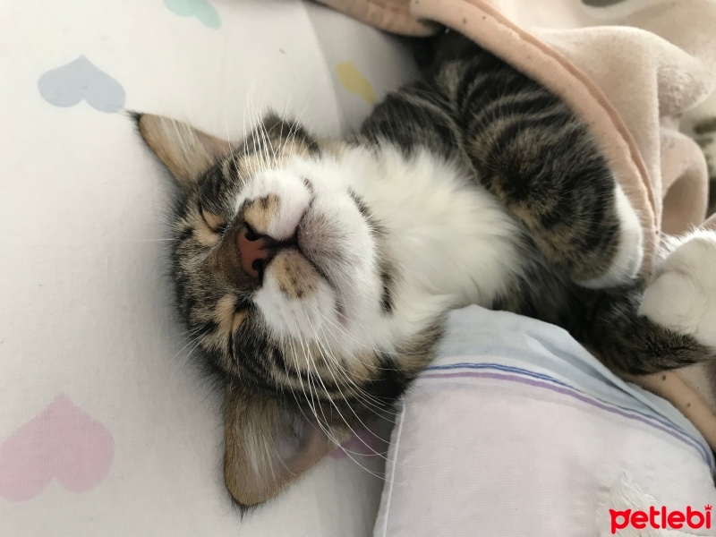 Tekir Kedi, Kedi  Şanslı fotoğrafı