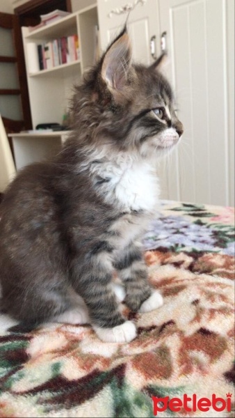 Tekir Kedi, Kedi  Şanslı fotoğrafı
