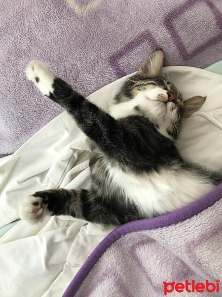 Tekir Kedi, Kedi  Şanslı fotoğrafı