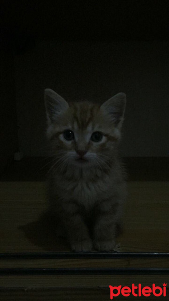 Tekir Kedi, Kedi  Hürrem fotoğrafı