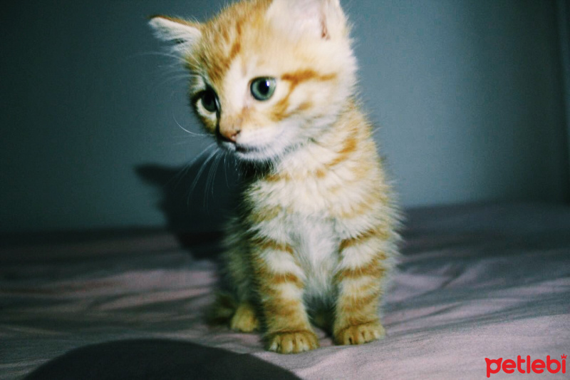 Tekir Kedi, Kedi  Hürrem fotoğrafı