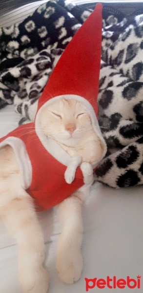 Tekir Kedi, Kedi  Zilli fotoğrafı