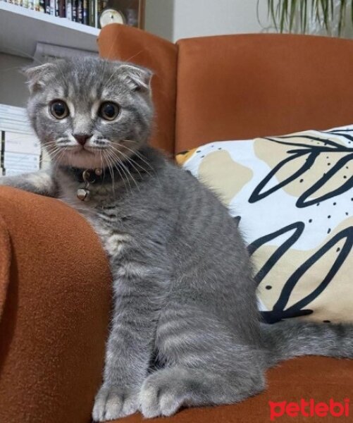 Scottish Fold, Kedi  Yuumi fotoğrafı