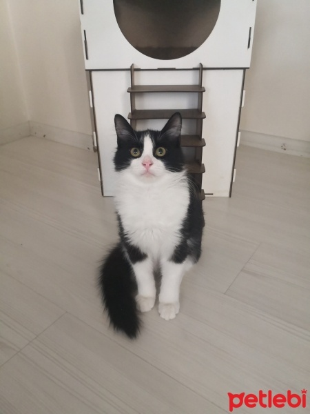 Tekir Kedi, Kedi  Rıfkı fotoğrafı