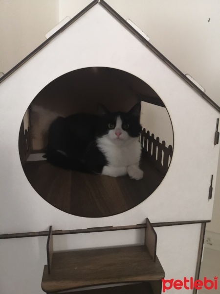 Tekir Kedi, Kedi  Rıfkı fotoğrafı