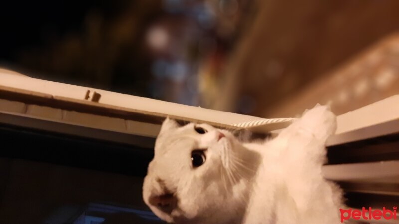 Scottish Fold, Kedi  Sütlaç fotoğrafı