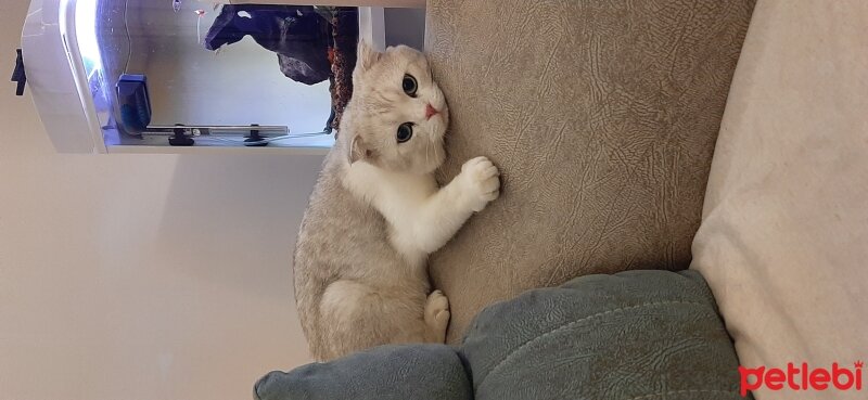 Scottish Fold, Kedi  Sütlaç fotoğrafı