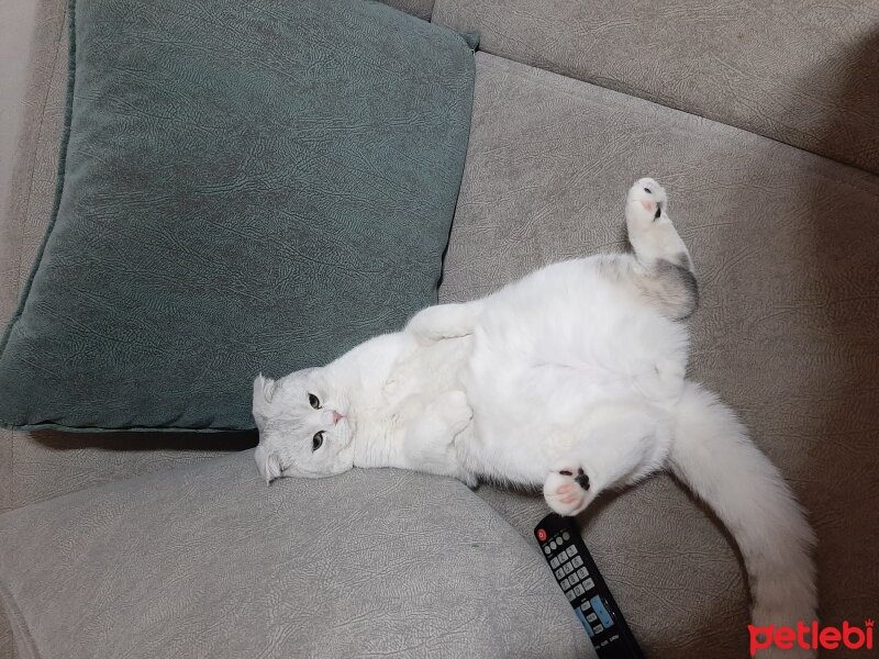 Scottish Fold, Kedi  Sütlaç fotoğrafı