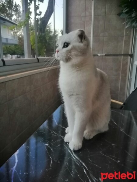 Scottish Fold, Kedi  Sütlaç fotoğrafı