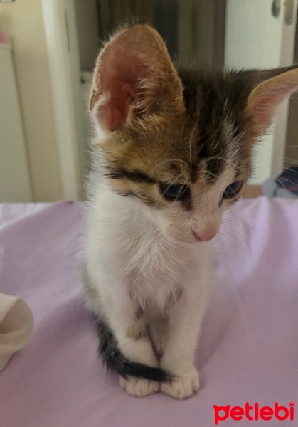 Tekir Kedi, Kedi  Mia fotoğrafı