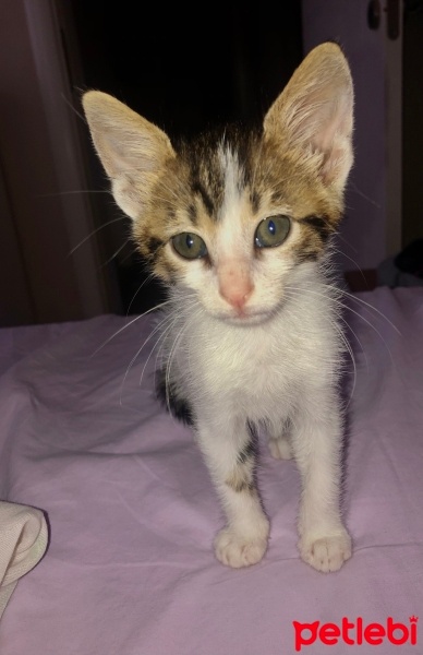Tekir Kedi, Kedi  Mia fotoğrafı