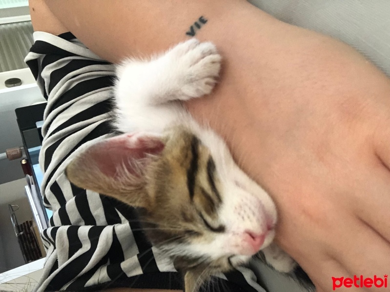 Tekir Kedi, Kedi  Mia fotoğrafı