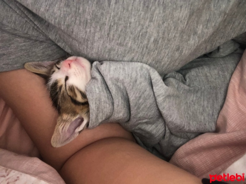 Tekir Kedi, Kedi  Mia fotoğrafı