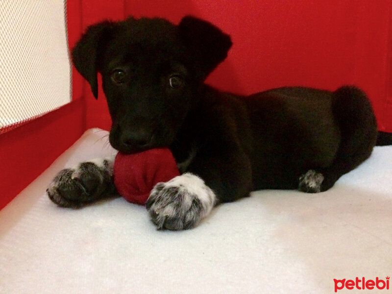 Labrador Retriever, Köpek  Buddy fotoğrafı