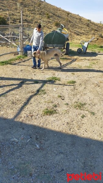 Kangal, Köpek  Beton fotoğrafı