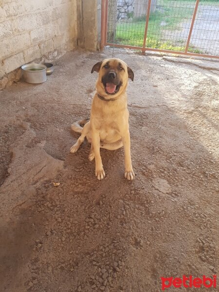 Kangal, Köpek  Paşa fotoğrafı