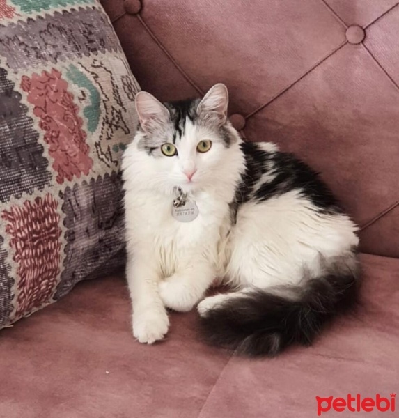 Tekir Kedi, Kedi  Lydia fotoğrafı
