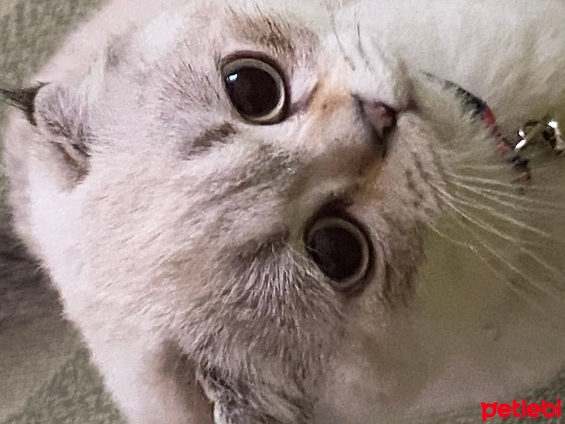 Scottish Fold, Kedi  Bulut fotoğrafı