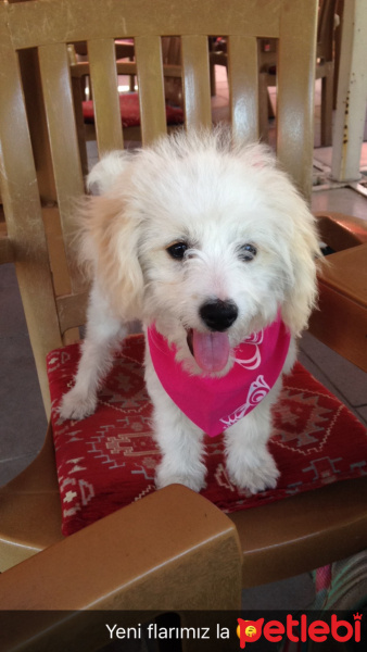 Maltese, Köpek  Masha  fotoğrafı